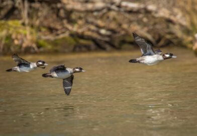 New Weekly Waterfowl Report Released by State Agency A new Weekly Wingbeat waterfowl report is out
