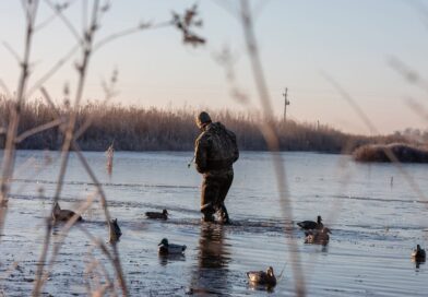 Mississippi Duck Season Ends, MDWFP Encourages Safe Hunting Practices As regular duck season comes to an end today, MDWFP hopes that everyone has had a safe hunting seaso