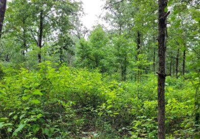 Wildlife Officials Share Cost-Effective Habitat Tips for Landowners Photos from Mississippi Department of Wildlife, Fisheries, and Parks's post