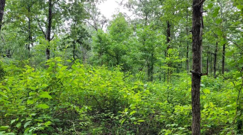 Wildlife Officials Share Cost-Effective Habitat Tips for Landowners Photos from Mississippi Department of Wildlife, Fisheries, and Parks's post