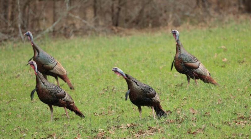 Understanding Wild Turkey Movements Through Their Seasonal Habitat Use Photos from Mississippi Department of Wildlife, Fisheries, and Parks's post