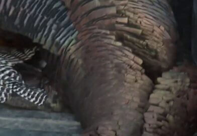 Get ready for turkey season in Mississippi!