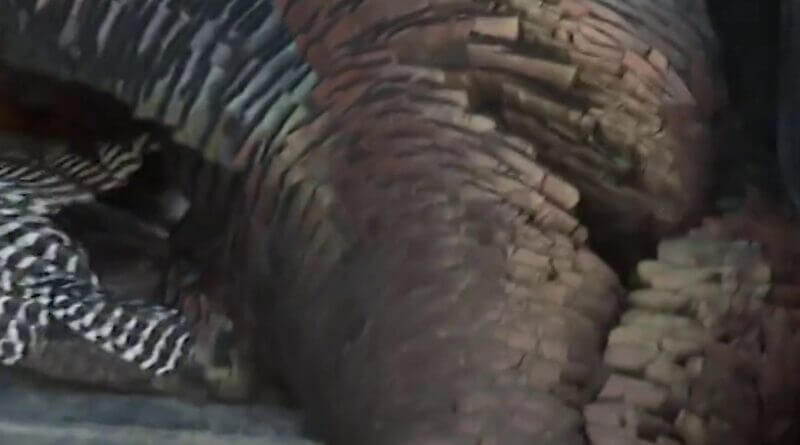 Get ready for turkey season in Mississippi!