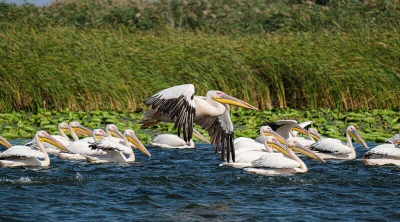 Photo by Andrei Prodan on Pexels