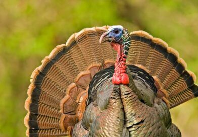 Mississippi prepares for upcoming turkey season with new regulations and digital reporting Turkey Season is right around the corner - it's time to gear up for the gobble!