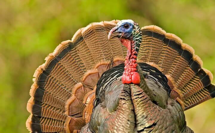 Mississippi prepares for upcoming turkey season with new regulations and digital reporting Turkey Season is right around the corner - it's time to gear up for the gobble!