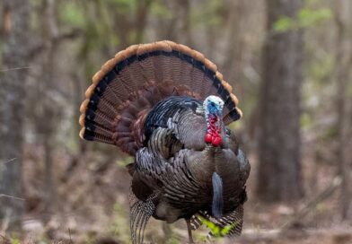 Community hosts live Q&A on turkey hunting tonight Community hosts live Q&A on turkey hunting tonight
