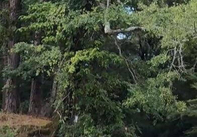 Mississippi Paddle Mafia Builds Community Through Waterways Watch How Mississippi's Paddle Mafia Built a Paddling Community from the Ground Up