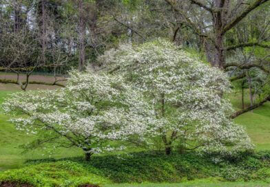 Mississippi Department of Wildlife, Fisheries and Parks Shares Spring Tree Guess Photos from Mississippi Department of Wildlife, Fisheries, and Parks's post