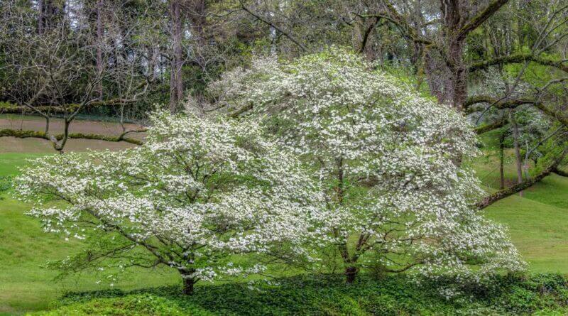 Mississippi Department of Wildlife, Fisheries and Parks Shares Spring Tree Guess Photos from Mississippi Department of Wildlife, Fisheries, and Parks's post