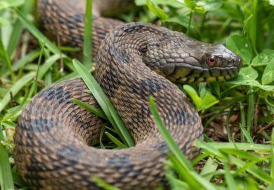 Mississippi Wildlife Officials Warn of Active Snakes in Spring Photos from Mississippi Department of Wildlife, Fisheries, and Parks's post