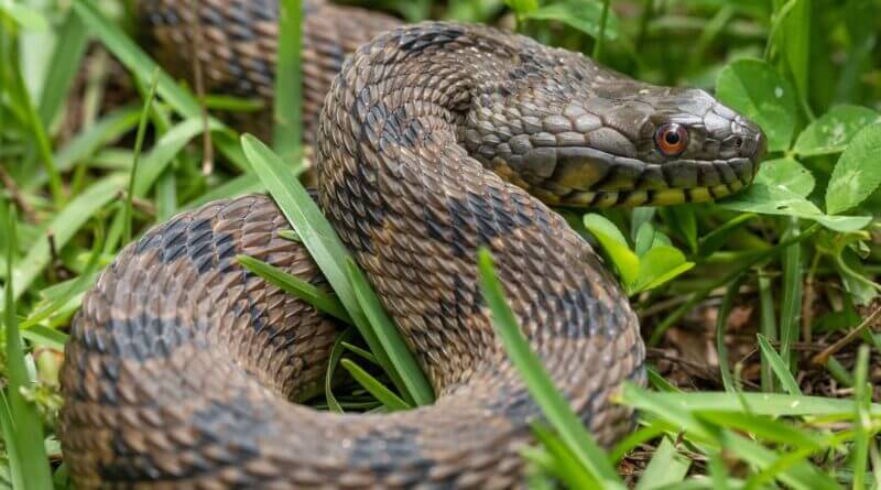 Mississippi Wildlife Officials Warn of Active Snakes in Spring Photos from Mississippi Department of Wildlife, Fisheries, and Parks's post