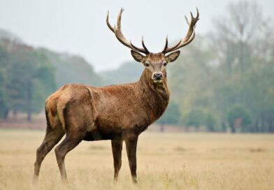 Mississippi requires permits for exotic livestock facilities Make sure to get the required permits for Exotic Livestock