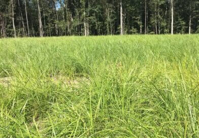 As turkey season ends, property managers urged to continue habitat improvements Turkey season may be nearing its close, but that doesn't mean you should stop managing your property