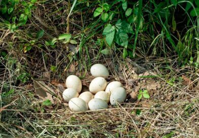 Mississippi promotes ‘No Mow May’ to support wildlife habitat Photos from Mississippi Department of Wildlife, Fisheries, and Parks's post